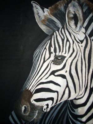 zebra